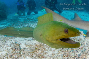 Curious Green, San Pedro Belize!!! by Alejandro Topete 